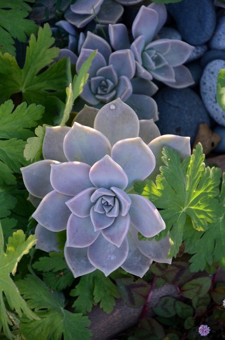 Graptopetalum paraguayense